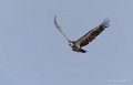 vautour-a74_00785