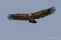 vautour-a74_00786