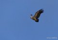 vautour-a74_00787