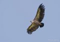 vautour-a74_00792