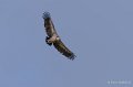 vautour-a74_00793