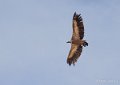 vautour-benou--a74_01376