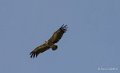 vautour-gh7_3028