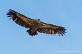 vautour_6430