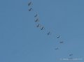 tora-tora-g91__3069