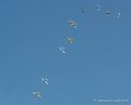tora-tora-g91__3072