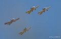 druine-d31-gh7_1526