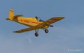 druine-d31-gh7_1535