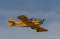 druine-d31-gh7_1542
