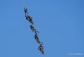 cougar-grappe-a74_00404