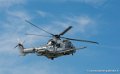 caracal_4082