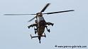 tigre_8161