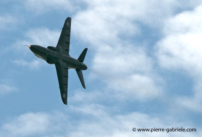 hawk_2024.jpg