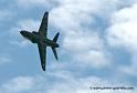 hawk_2024