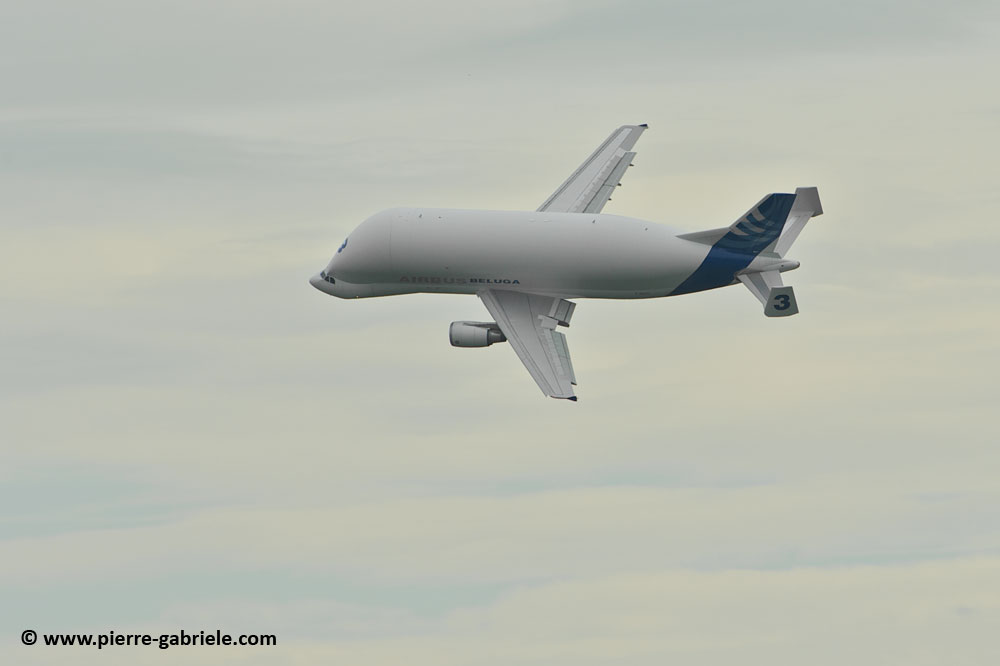 beluga_8455.jpg