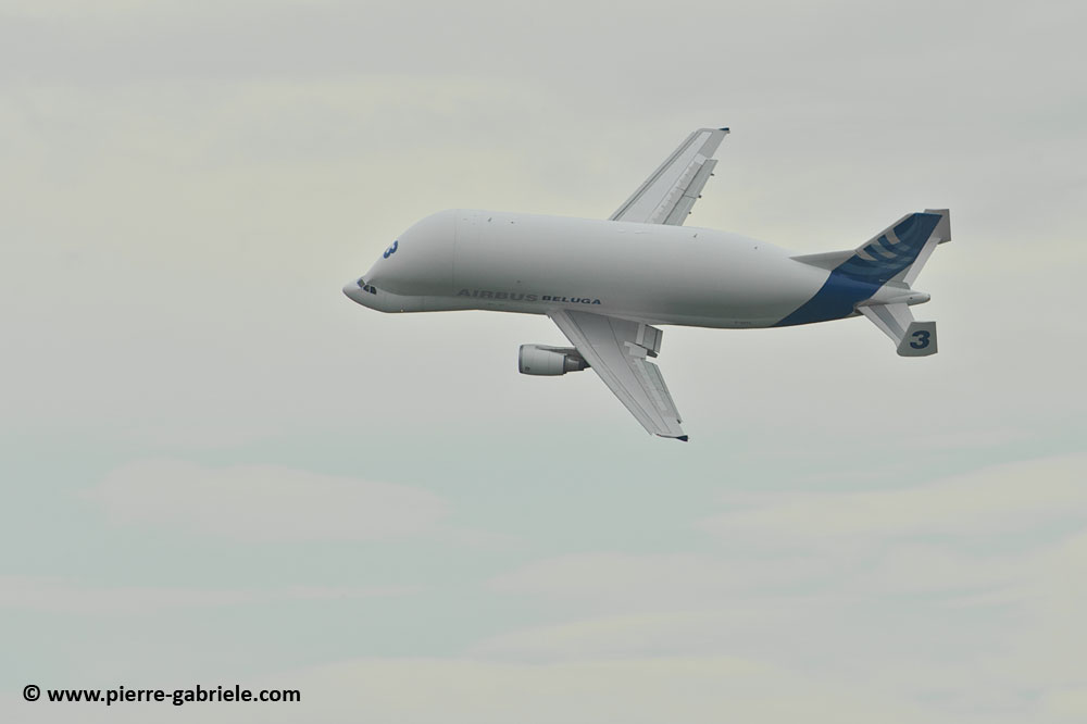 beluga_8456.jpg