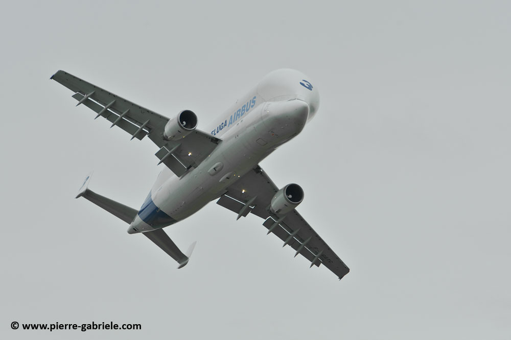 beluga_8463.jpg