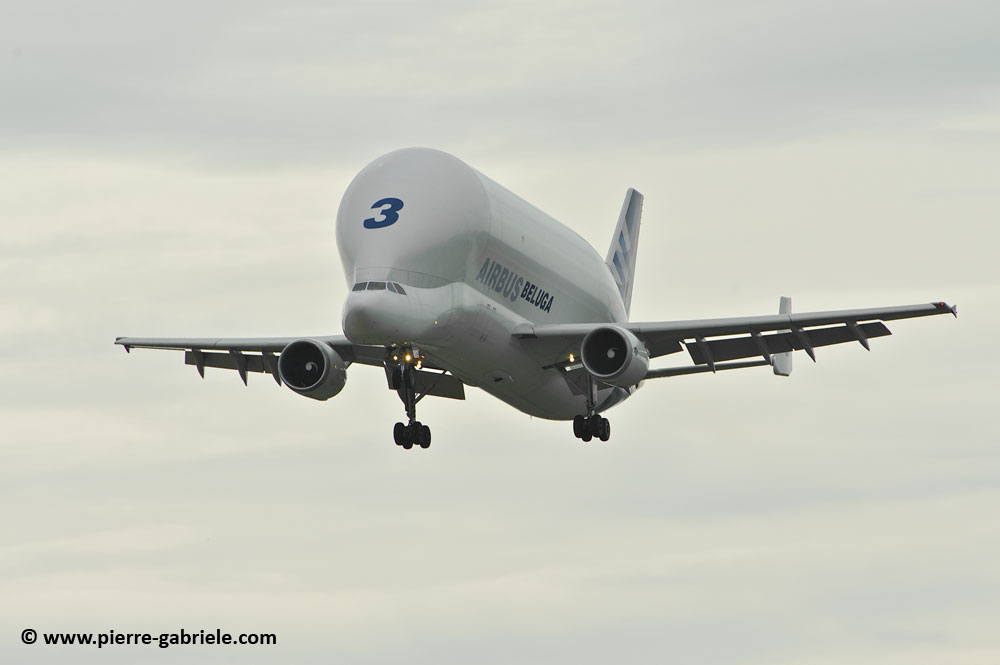 beluga_8469.jpg