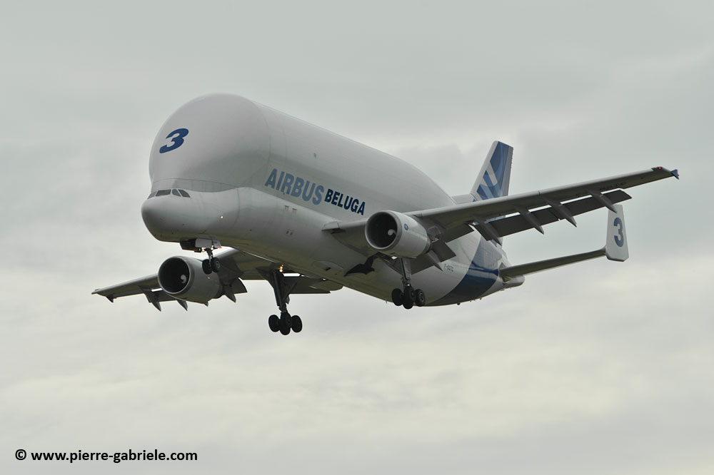 beluga_8470.jpg