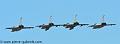 normandie-niemen_3305
