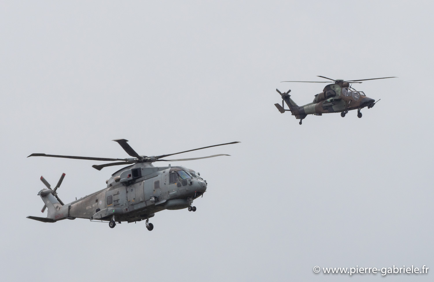 merlin-tigre-g93_0512.jpg