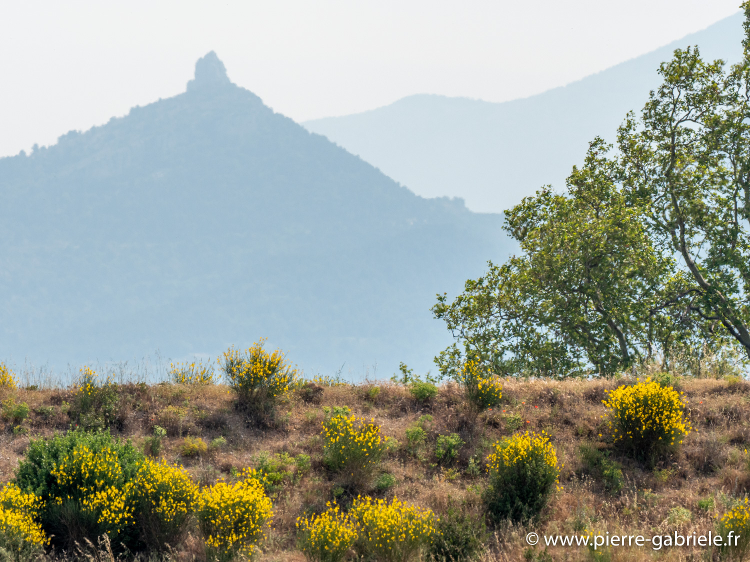 nature-g93_0702.jpg