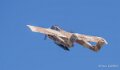 bronco-a74n_02672