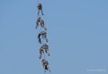 caracal-a74n_02881