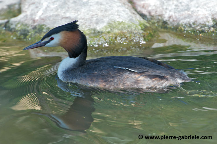 faune_7609.jpg