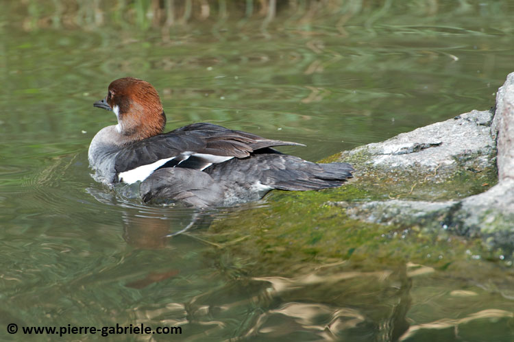 faune_7611.jpg