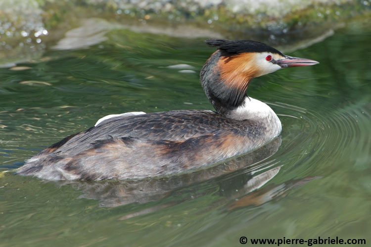 faune_7612.jpg