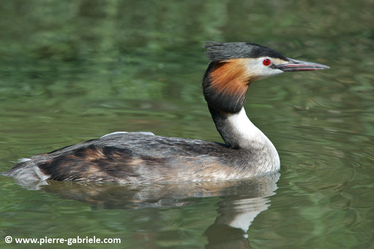 faune_7623.jpg