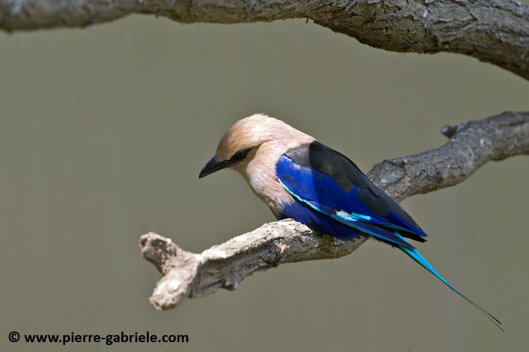 faune_9814.jpg
