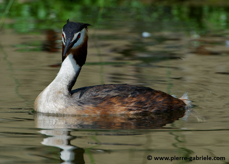 faune_9825.jpg
