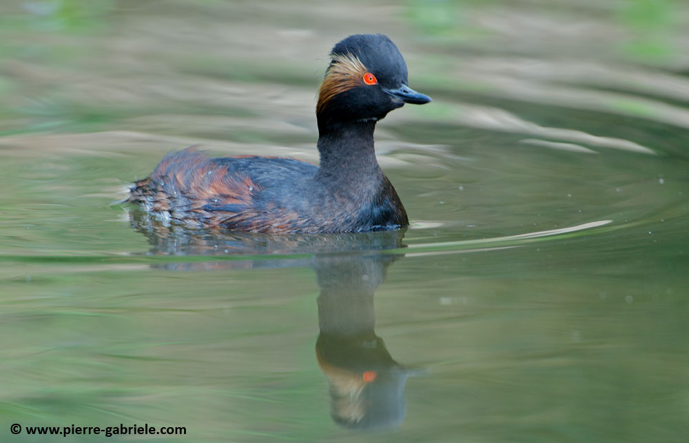 faune_9829.jpg