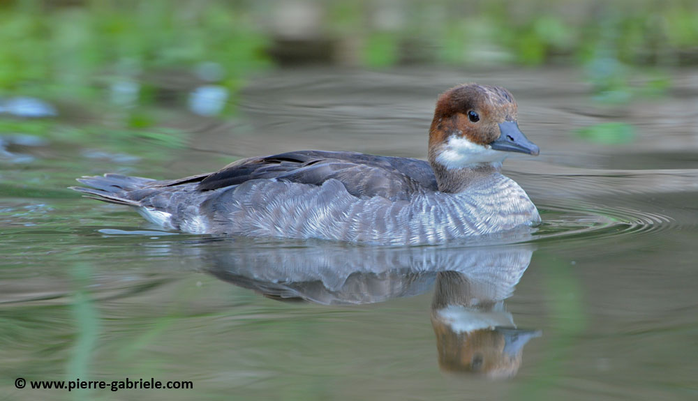 faune_9831.jpg