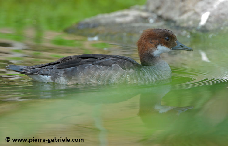 faune_9832.jpg