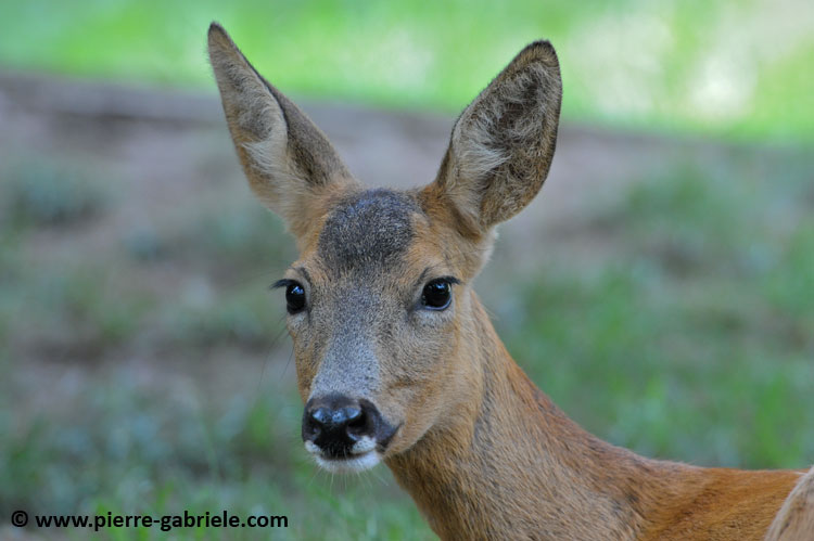 faune_9884.jpg