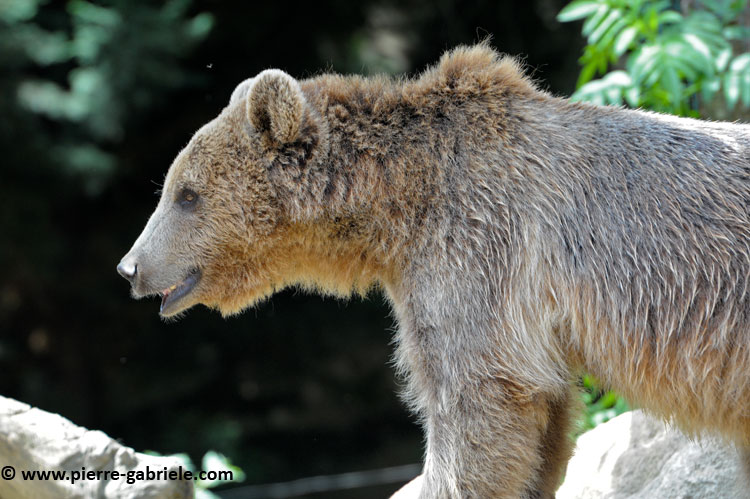 faune_9893.jpg