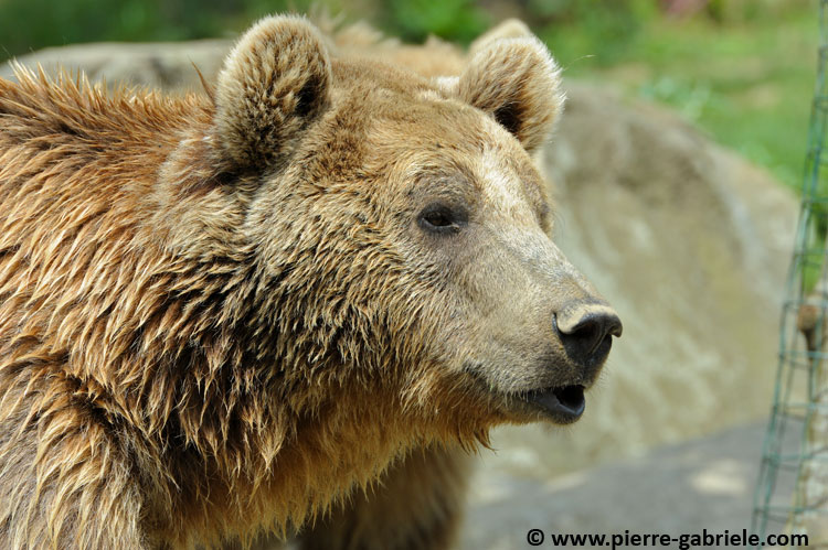 faune_9906.jpg