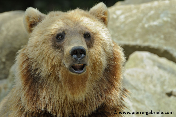 faune_9908.jpg