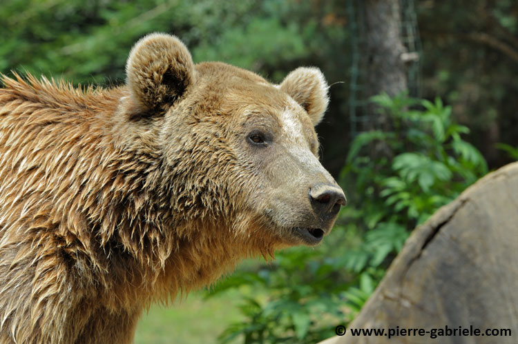 faune_9910.jpg
