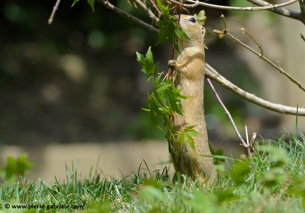 faune_9921.jpg