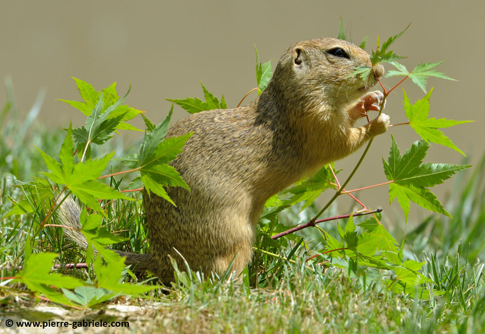 faune_9928.jpg