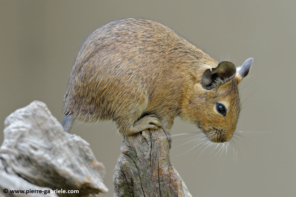 faune_9938.jpg