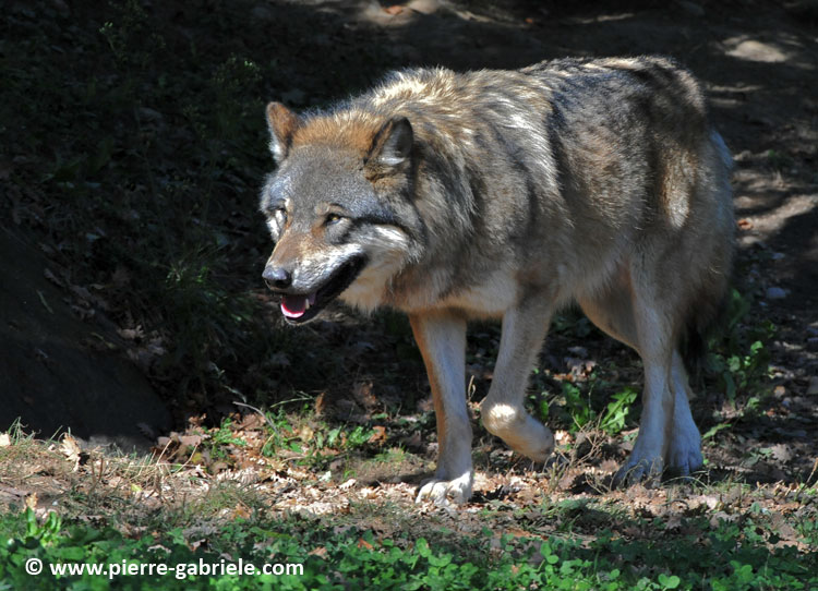 loup_4032.jpg