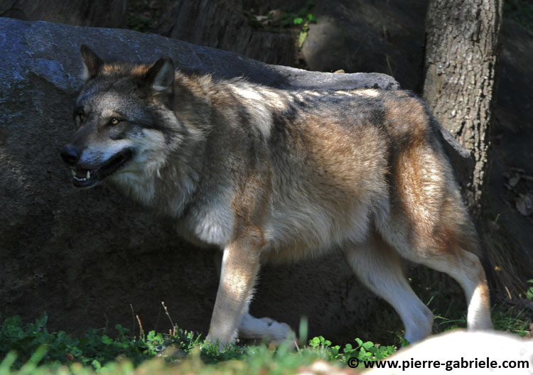 loup_4033.jpg
