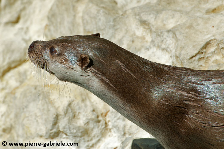 loutre_7685.jpg