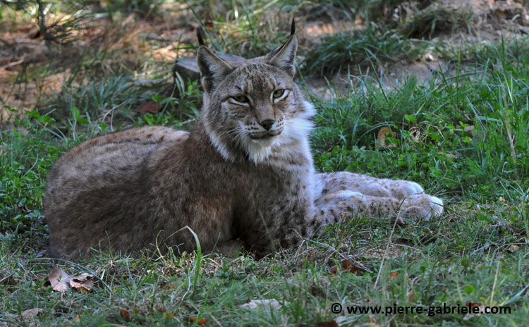lynx_4015.jpg