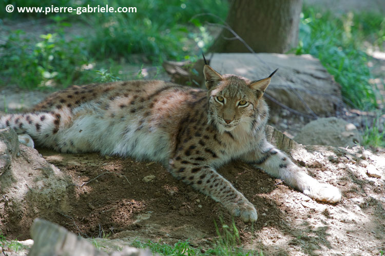 lynx_7730.jpg